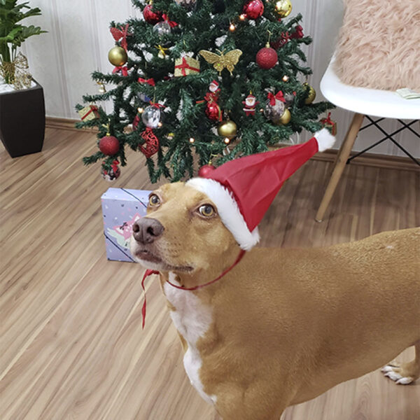 15228958709 touca natal revdenda Touca Gorro de natal P para cachorro atacado pet shop