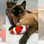 Pelúcia com Catnip