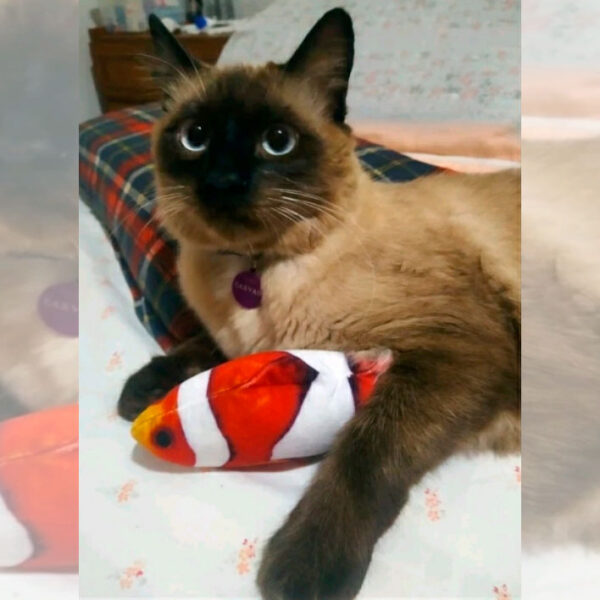 Pelúcia Peixe com Catnip Para Gatos Atacado Pet Shop